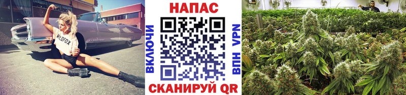 Конопля конопля  Новороссийск 